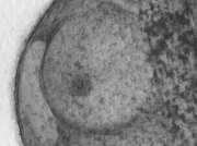 準備中のヴィーナス [2013]