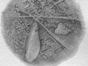 翅(はね)のある記憶 [2013]