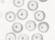 それぞれの誕生の記憶 [2012]