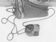 オーロラに手が届く丘の上 [2012]