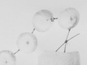 華道への接近 [2012]