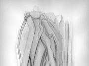 ドルイド：オークの森の賢者 (5) [2006]