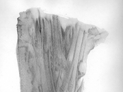 ドルイド：オークの森の賢者 (6) [2006]