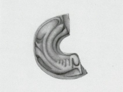 不機嫌な魚類 [2006]