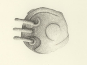 飛ぶ魚２  [2007]