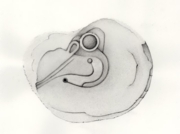 眠らない鳥のための変奏曲(2) [2008]