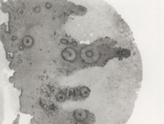 天体観測２ [2008]