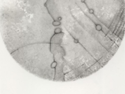 天体観測８ [2008]