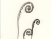 何らかの植物 2008 May 02 [2008]