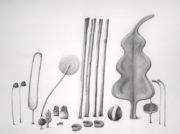 何らかの植物：森の集会 2008 Oct [2008]