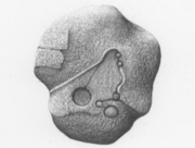 ひとが歩いた跡 (08) [2009]