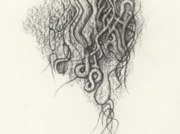 化石：カンブリア紀 2010 April-2 [2010]