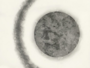 鳥は、光の中に溶けて(3) [2011]