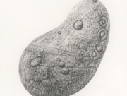 嘘と本当がないまぜになった世界 [2011]