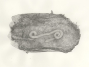 何らかの植物 その化石(1) [2011]