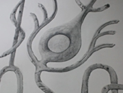 樹は眠るのか 眠るとしたら夢を見るのか [2011]