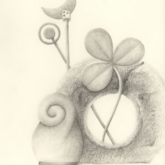 何らかの植物 2007 シャムロック