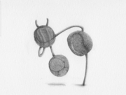 風をつれて(2) [2013]