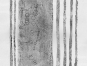 RadioWave／星への旅 2013 [2013]