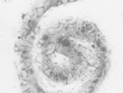 曖昧な空気 [2013]