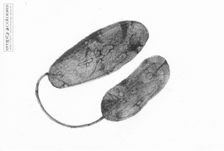 「砂漠の杏子(あんず)」(2015年作品)