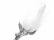 Magnolia heptapeta (4) [2014]