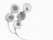 Brocante：蚤の市のガラクタ (a2) [2014]