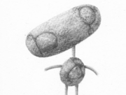 Brocante：蚤の市のガラクタ (b1) [2014]