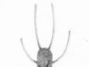 Brocante：蚤の市のガラクタ (b4) [2014]