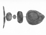 とある魚類 [2014]