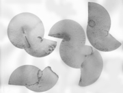 菌類の帝国(1) [2015]