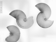 菌類の帝国(2) [2015]