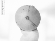 菌類の帝国(4) [2015]