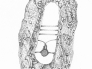 反時計回りの僕の心臓 [2015]