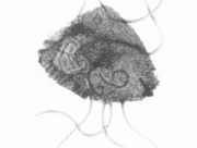 海からの訪問者 [2015]