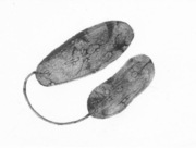 砂漠の杏子 [2015]