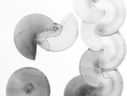 菌類の帝国 2015 Dec. (1) [2015]