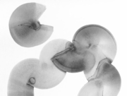 菌類の帝国 2015 Dec. (2) [2015]