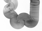 菌類の帝国 2015 Dec. (3) [2015]